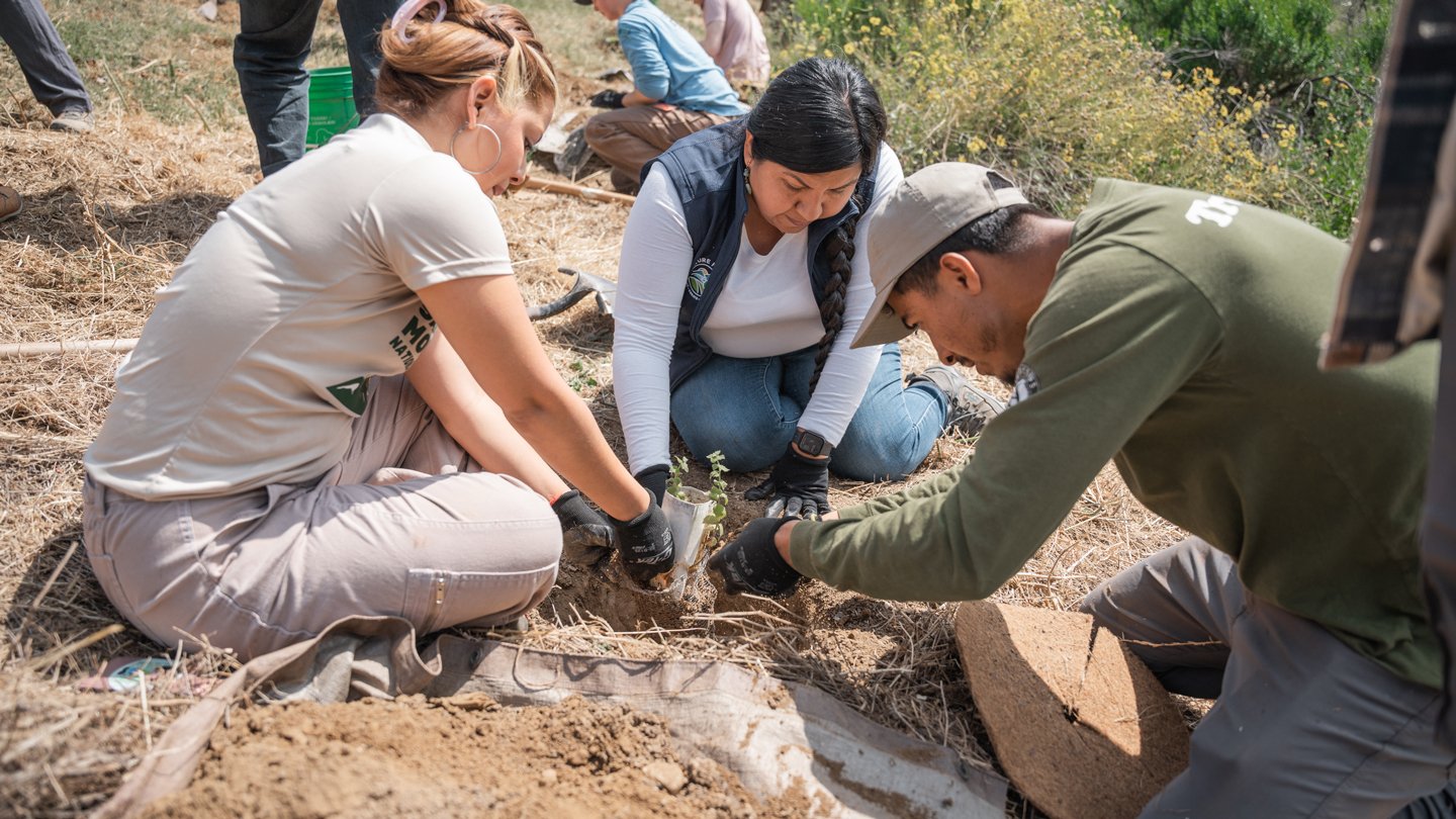 volunteer tree planting near me